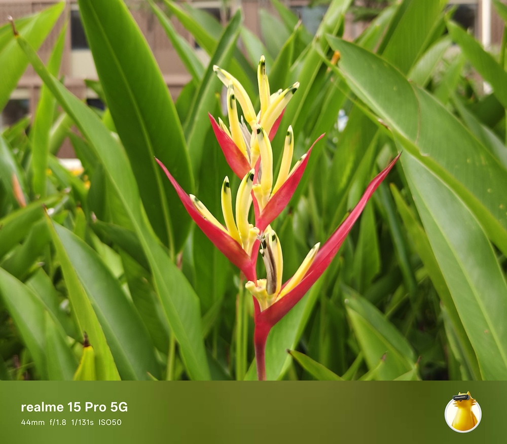 Một số ảnh chụp thực tế từ camera của realme 15 Pro 5G: